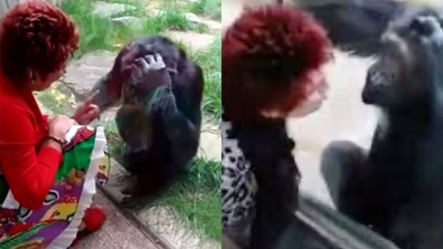 wanita dihalang masuk ke zoo akibat bercinta dengan cimpanzi jantan