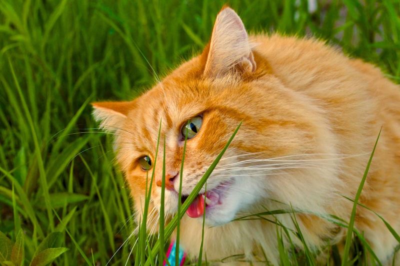 mystery solved? here’s why you see your cat eating grass sometimes