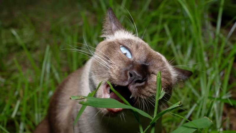 mystery solved? here’s why you see your cat eating grass sometimes