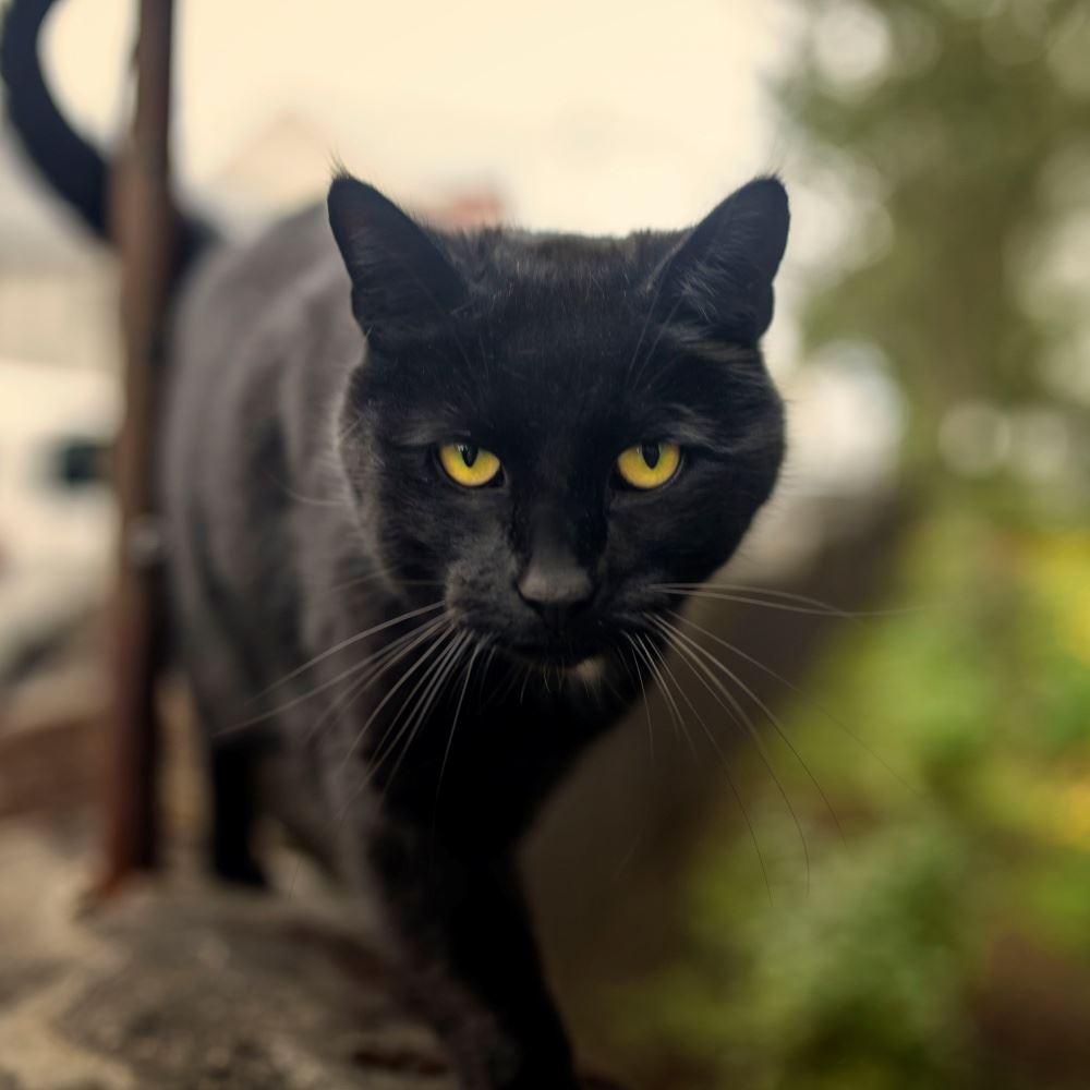 jadi kegilaan ramai, jom kenali kucing hitam ‘bombay cat’