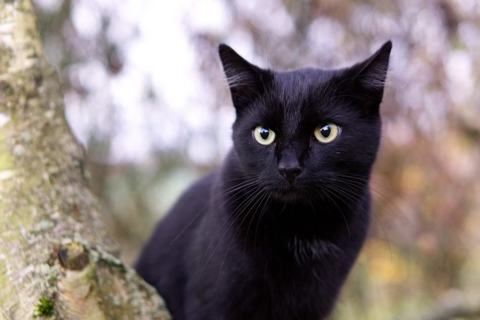jadi kegilaan ramai, jom kenali kucing hitam ‘bombay cat’