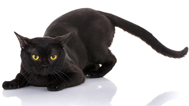 bombaycat-640.png
