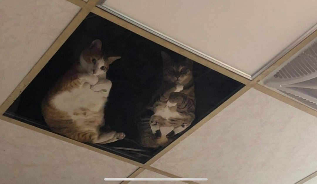 shop owner installs glass ceiling for his cats so they can stare at him all day long