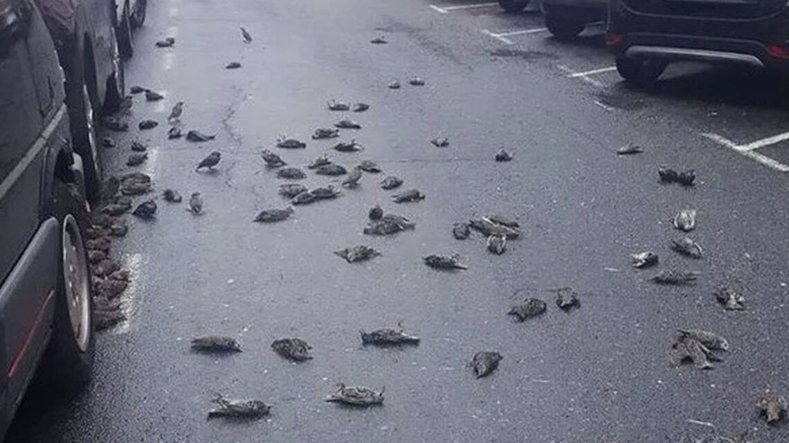 tiba-tiba ratusan burung jatung dari langit di sepanyol, timbulkan tanda tanya