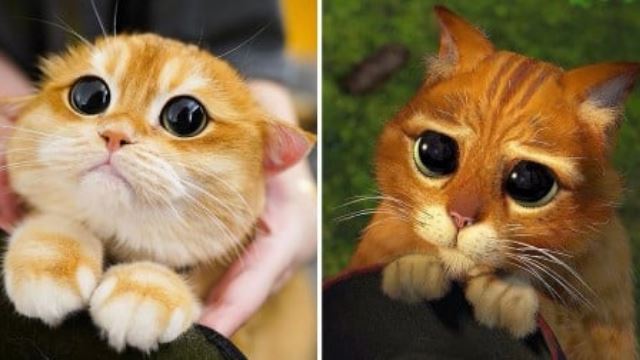 gara-gara miliki persamaan dengan karakter 'puss in boots', si oyen ini menjadi viral