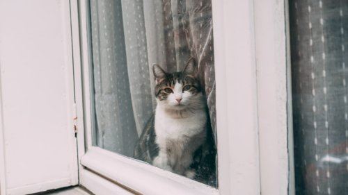 lelaki sunyi abai haiwan peliharaan, lebih 100 kucing ditemui mati di kediaman miliknya