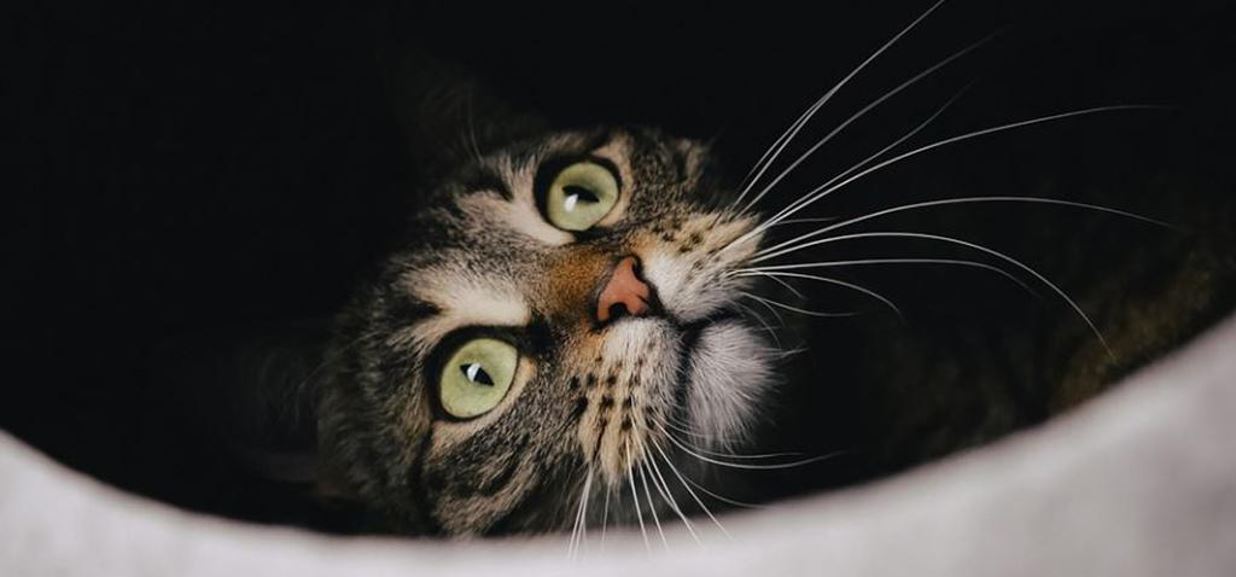 lelaki sunyi abai haiwan peliharaan, lebih 100 kucing ditemui mati di kediaman miliknya