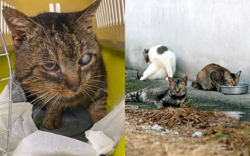 lelaki sunyi abai haiwan peliharaan, lebih 100 kucing ditemui mati di kediaman miliknya