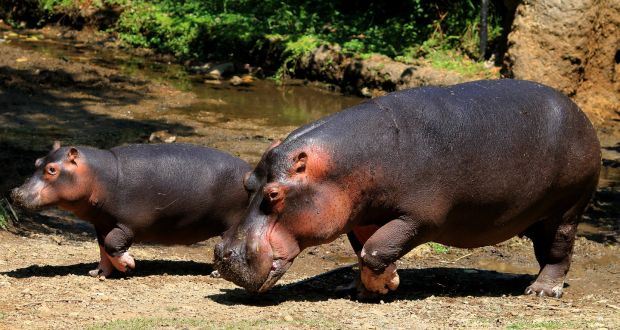 hippos with runny noses test positive for covid-19 at belgian zoo
