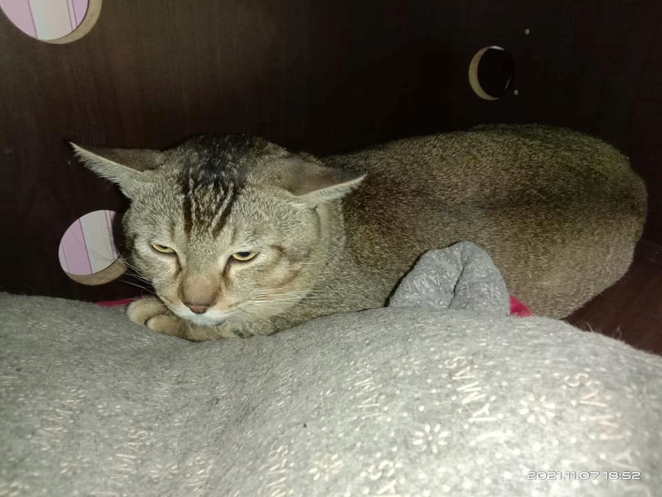 cat’s guilty face went viral after he was caught destroying its owner’s cake order!