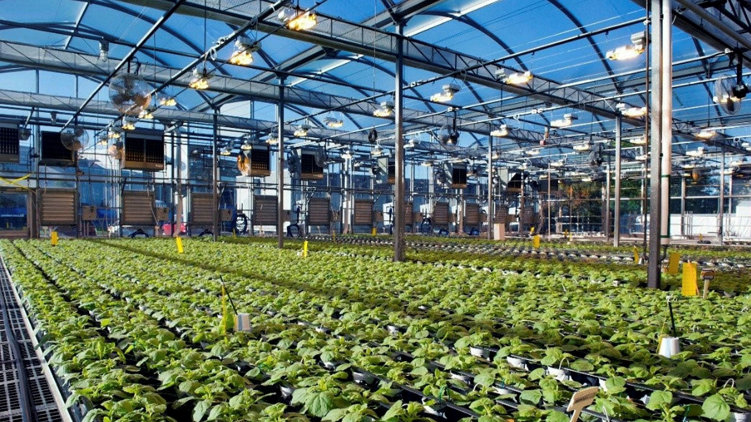 vaksin berasaskan tumbuhan terbukti berkesan lawan covid-19