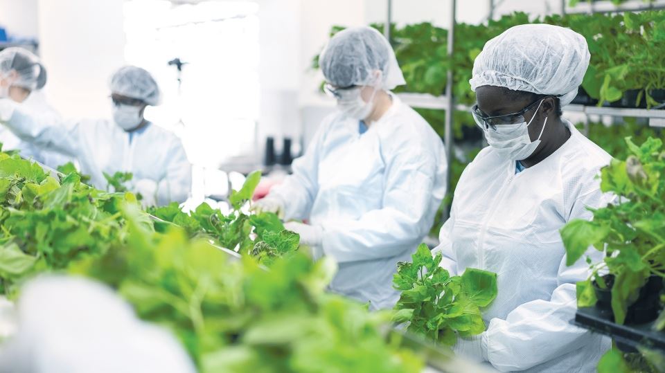 saintis temui vaksin berasaskan tumbuhan mampu berkesan semua jenis varian covid-19