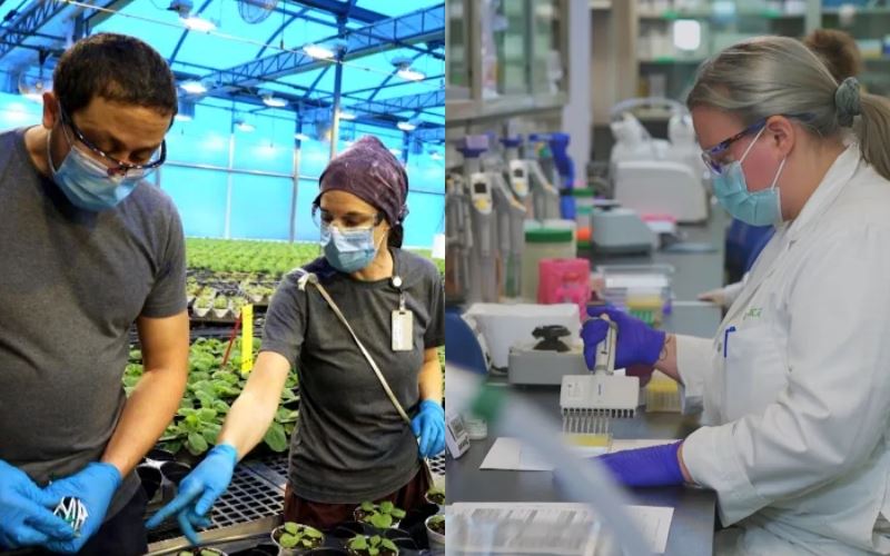 saintis temui vaksin berasaskan tumbuhan mampu berkesan semua jenis varian covid-19