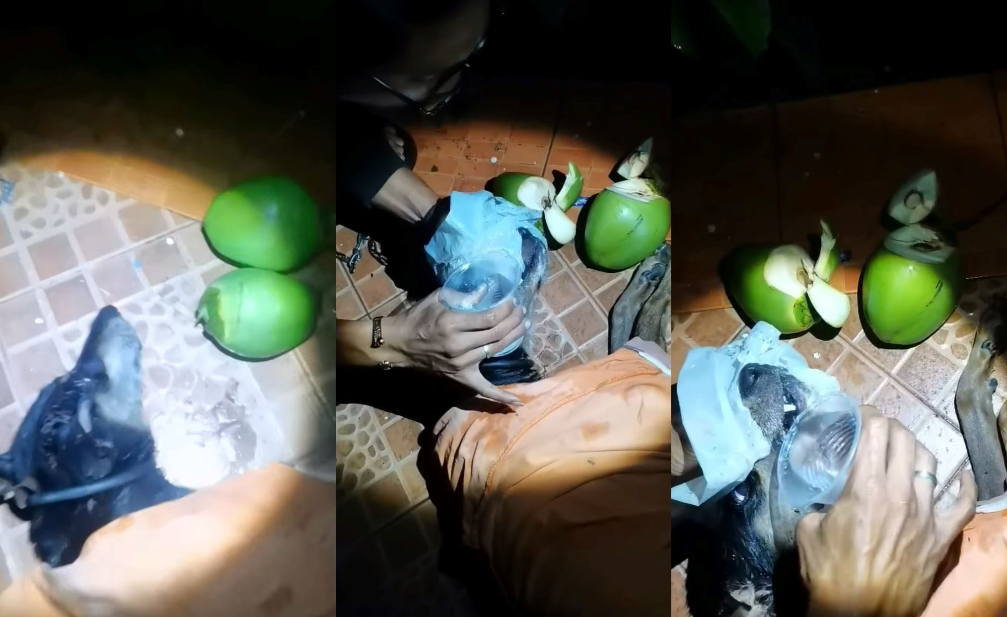malaysian man saved poisoned dog with coconut water, netizens praised his kind deed!