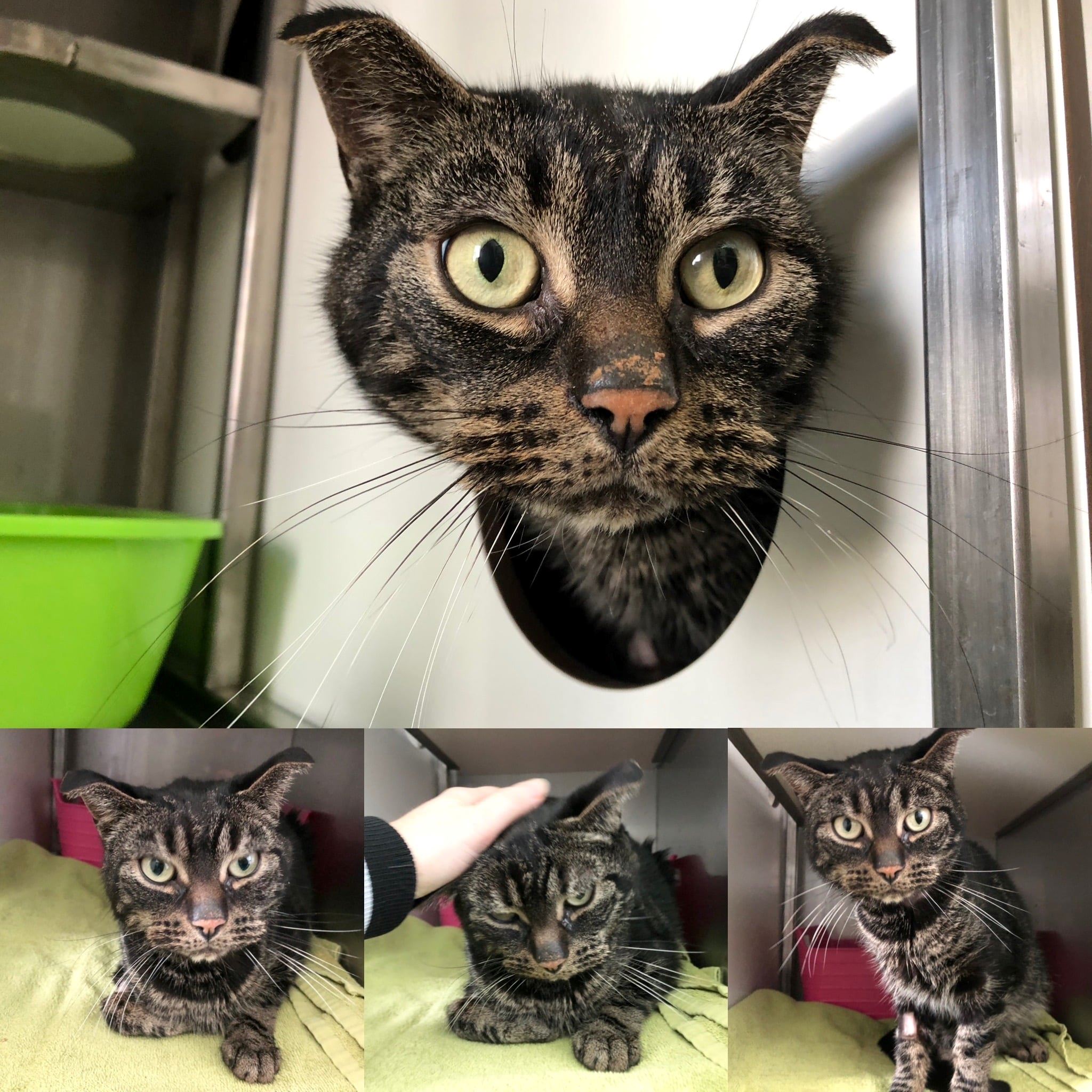 52 hari terkurung, kucing ini hanya makan cebisan kertas untuk hidup