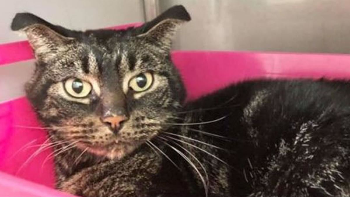 52 hari terkurung, kucing ini hanya makan cebisan kertas untuk hidup