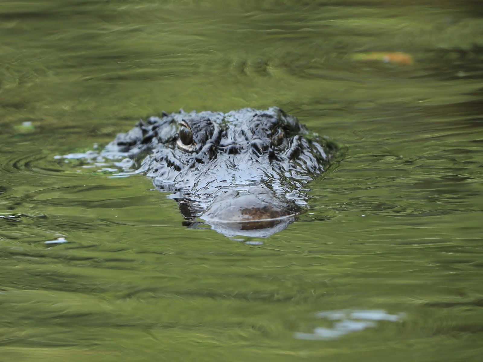 buaya terlalu malu sampai tak mahu muncul di permukaan air