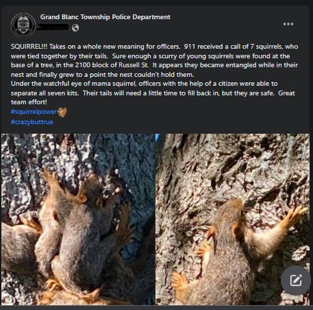 polis dipanggil bantu 7 ekor tupai terikat pada ekornya sejak lahir