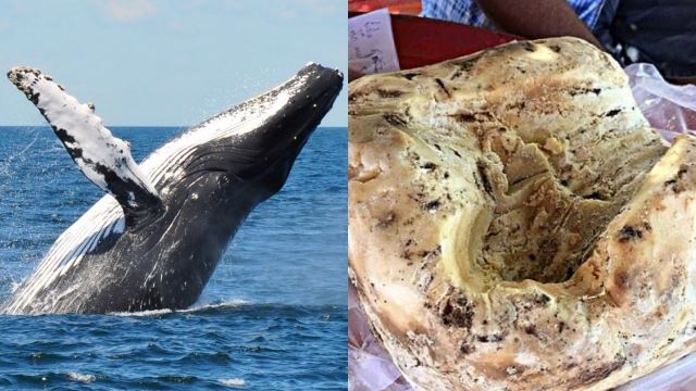 wanita terkejut jumpa muntah ikan paus, umt jalani analisis untuk pengesahan objek terbabit - “ada yang gelar emas terapung”