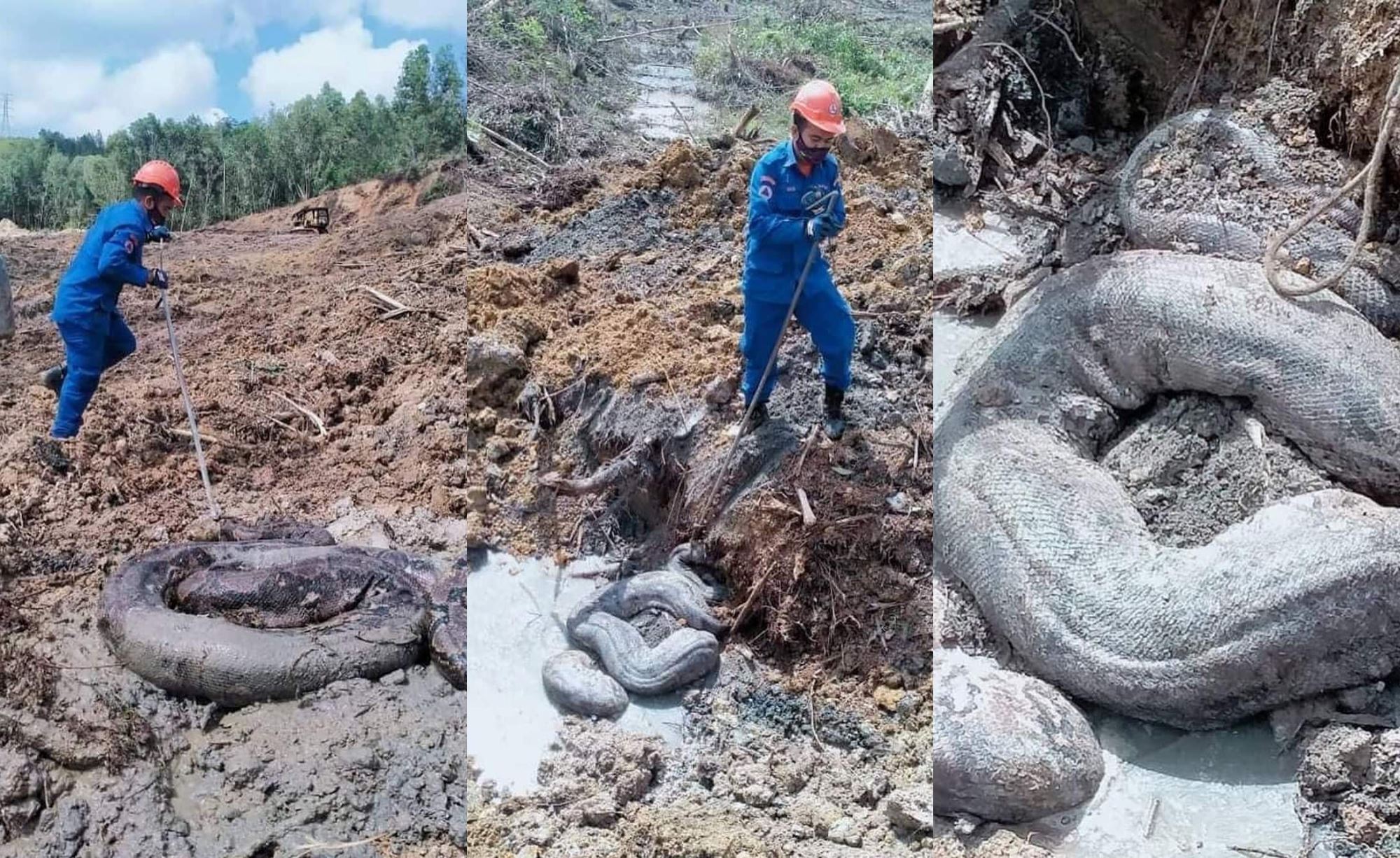 giant pythons weighing 250kg & 100kg found at construction site in terengganu!