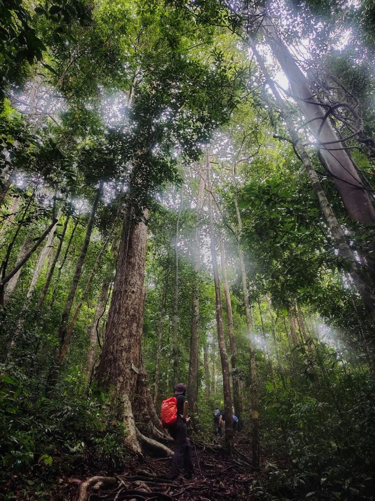 Santubong National Park hiking mountain Kuching, Sarawak
