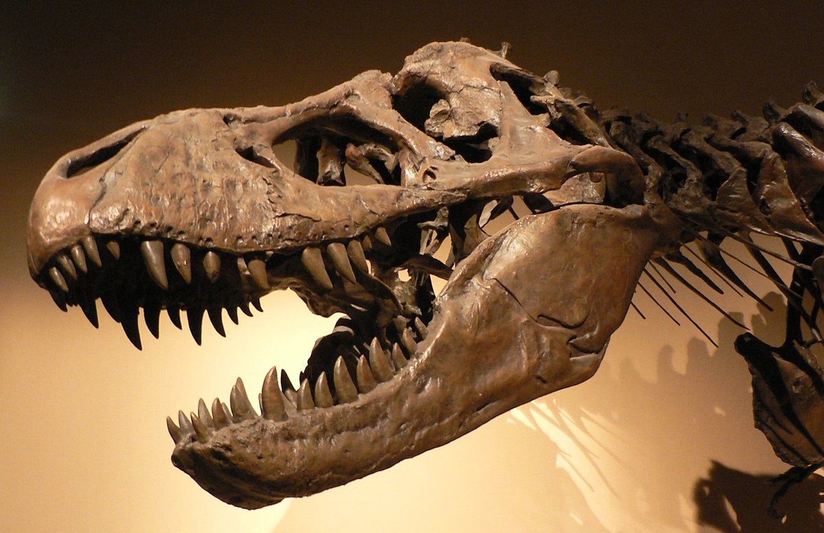 will humans go extinct? fossil record shows everything goes extinct, eventually!