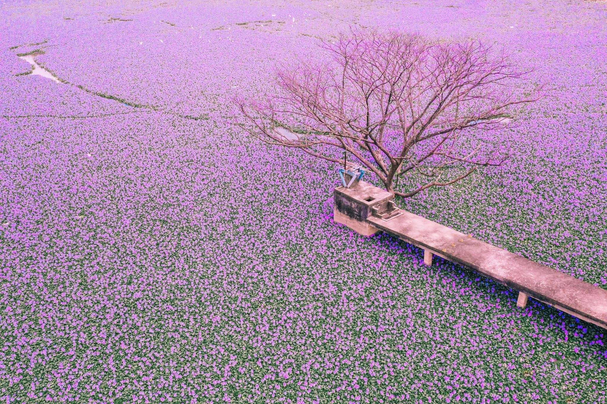 m’sians are visiting this beautiful flower lake in kedah despite its horrendous smell!