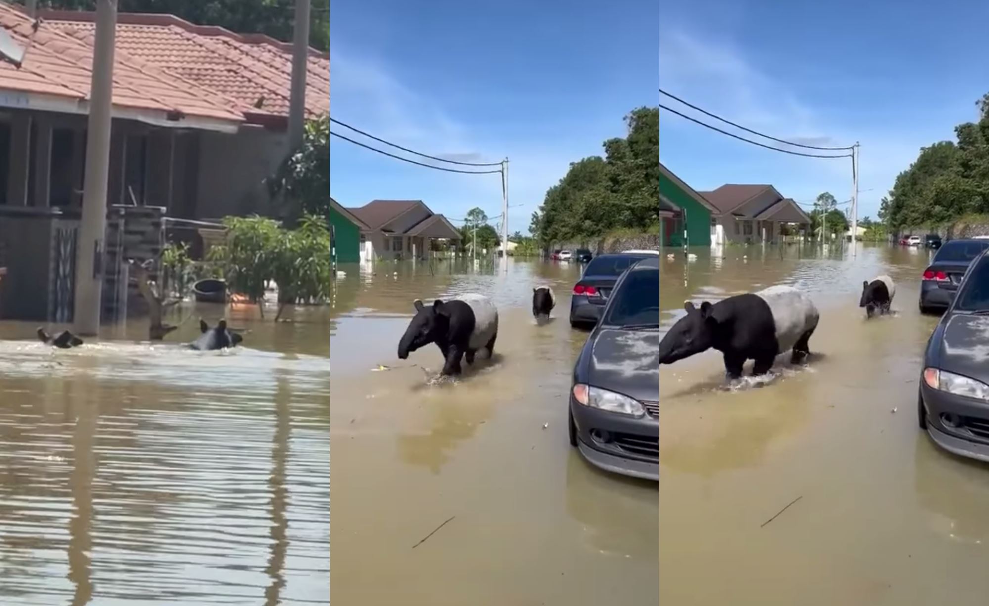 poor thing! two tapirs caught on camera wandering around flooded housing area