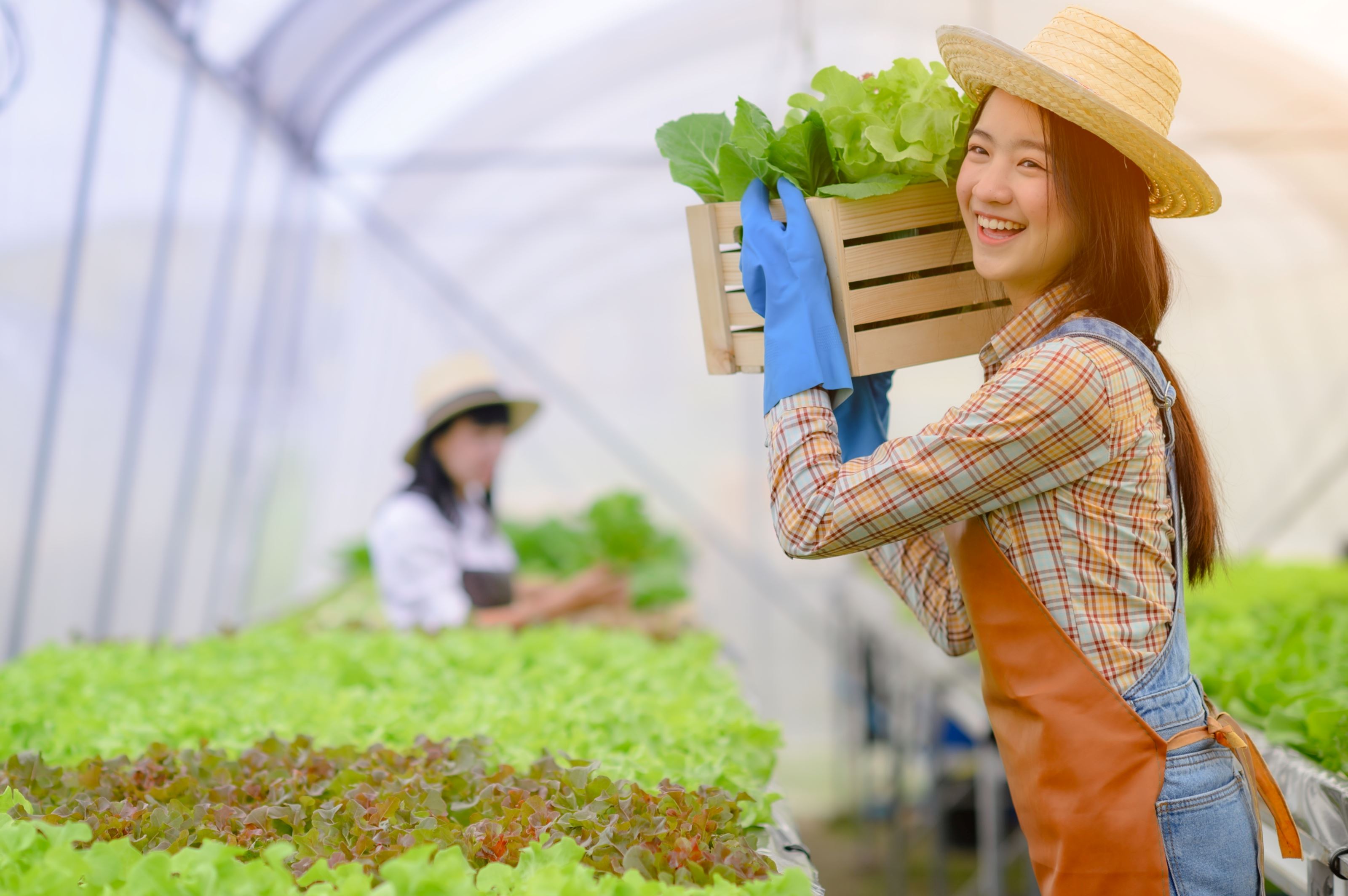 Robin at bandar rimbayu 社区农场