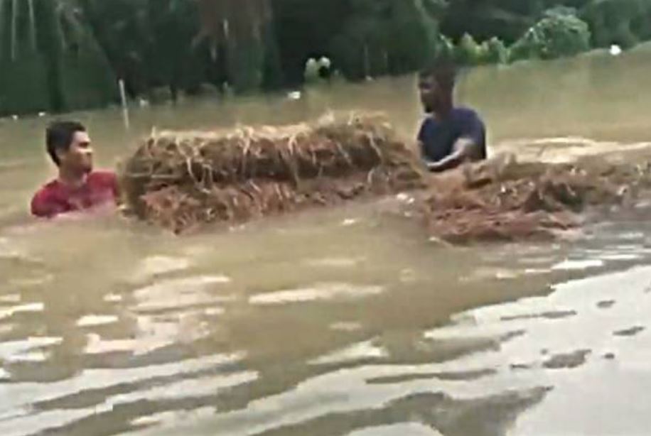 man swims through floodwaters carrying hay to feed his trapped farm animals