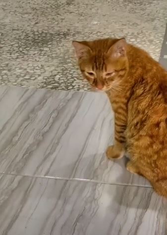 1.6 juta tonton oyen menangis lepas ‘tolong’ tuan potong bawang