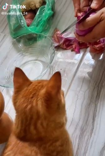 1.6 juta tonton oyen menangis lepas ‘tolong’ tuan potong bawang