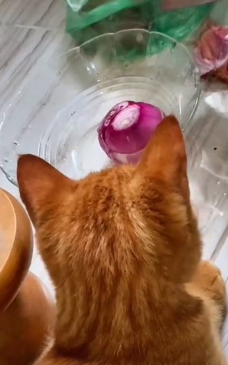 1.6 juta tonton oyen menangis lepas ‘tolong’ tuan potong bawang