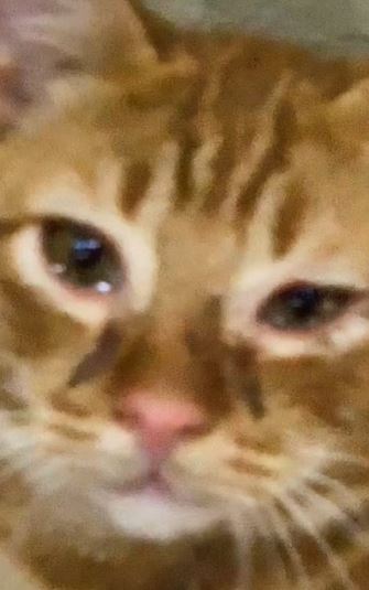 1.6 juta tonton oyen menangis lepas ‘tolong’ tuan potong bawang