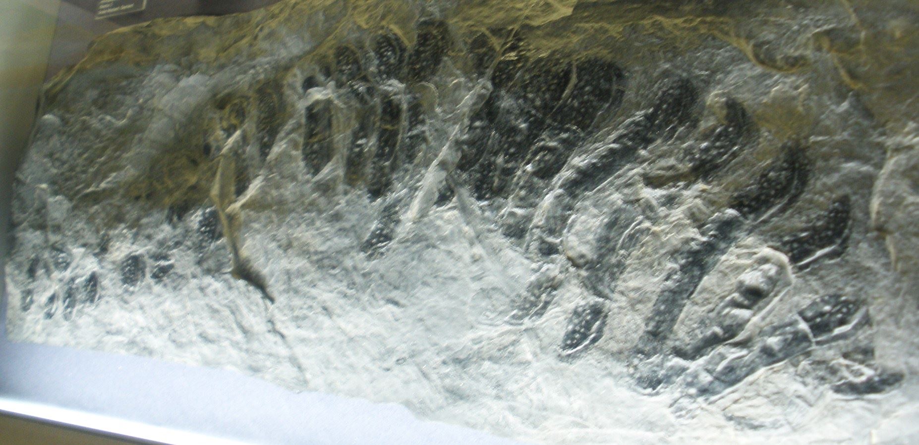 fosil lipan gergasi sebesar sebuah kereta ditemui