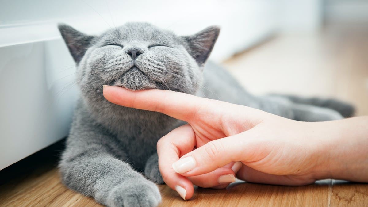cats purr: here’s how your cat can help you “heal”