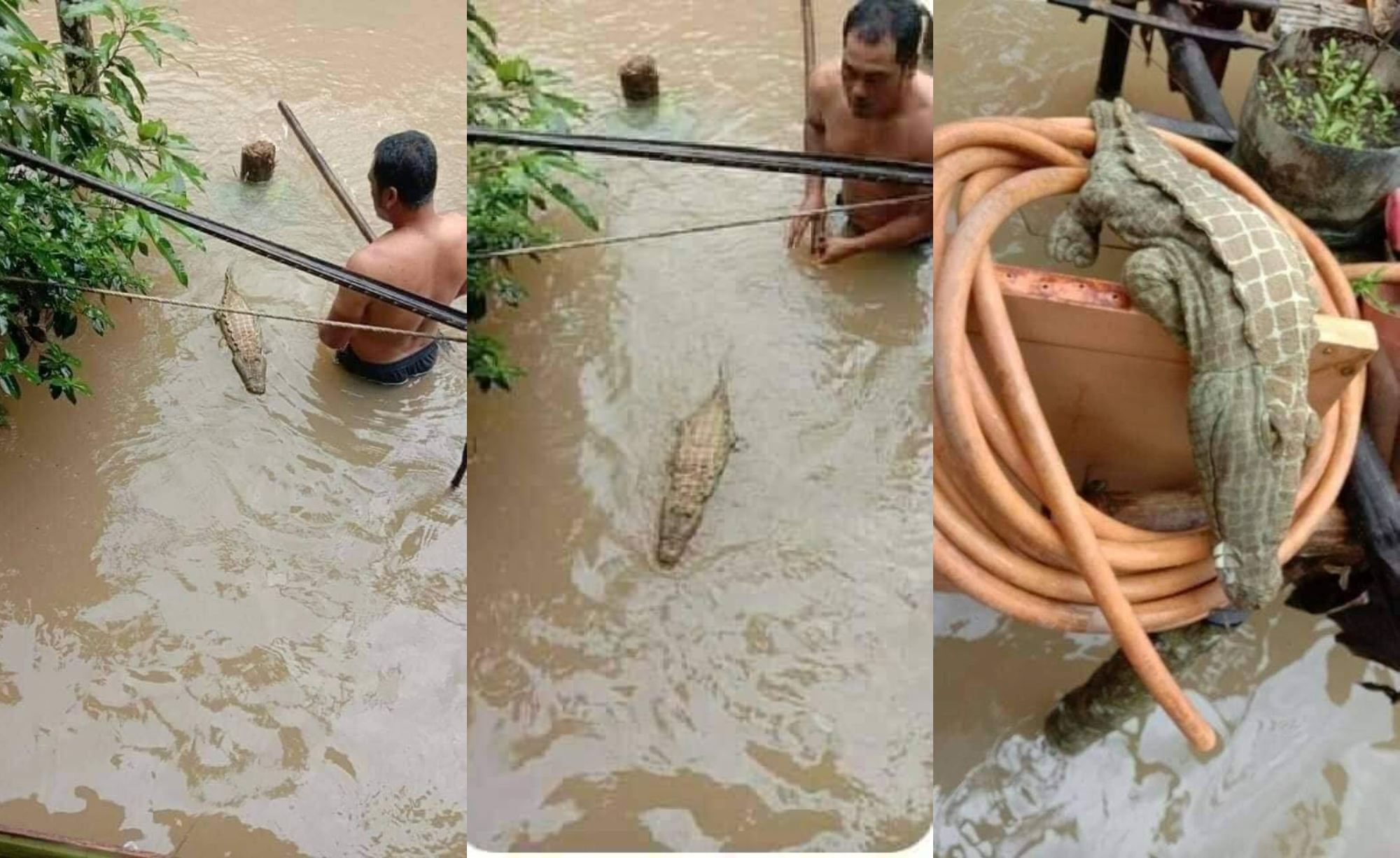 crocodile spotted swimming in floodwaters, turns out it was just a plushie!