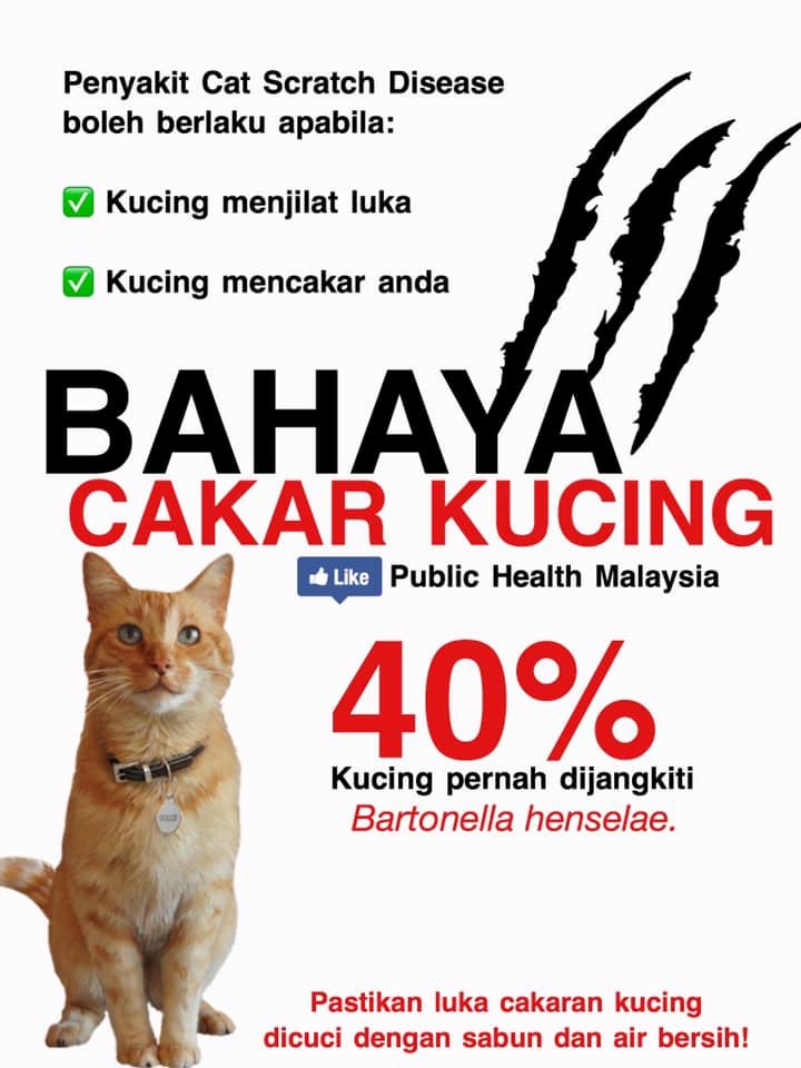 jangan sesekali abai jika terkena cakaran kucing!