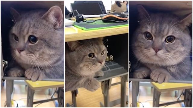 cat-hide-desk-secret-sneak-owner-school-cute-class.jpg