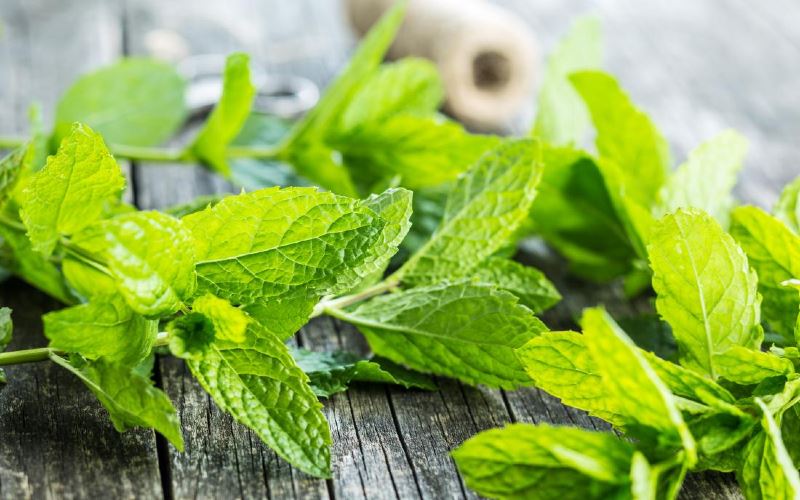 are mint leaves good for you? here are the pros and cons!