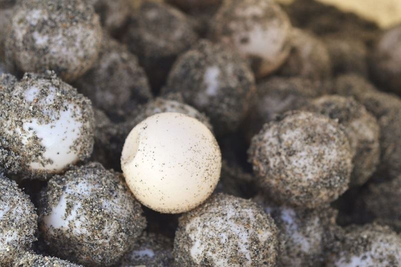 netizens call for action against sabah family after spotting them having turtle eggs for dinner