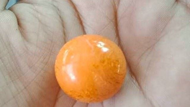 beli siput harga rm 6, pemandu lori ‘dapat’ mutiara melo cecah lebih rm1 juta