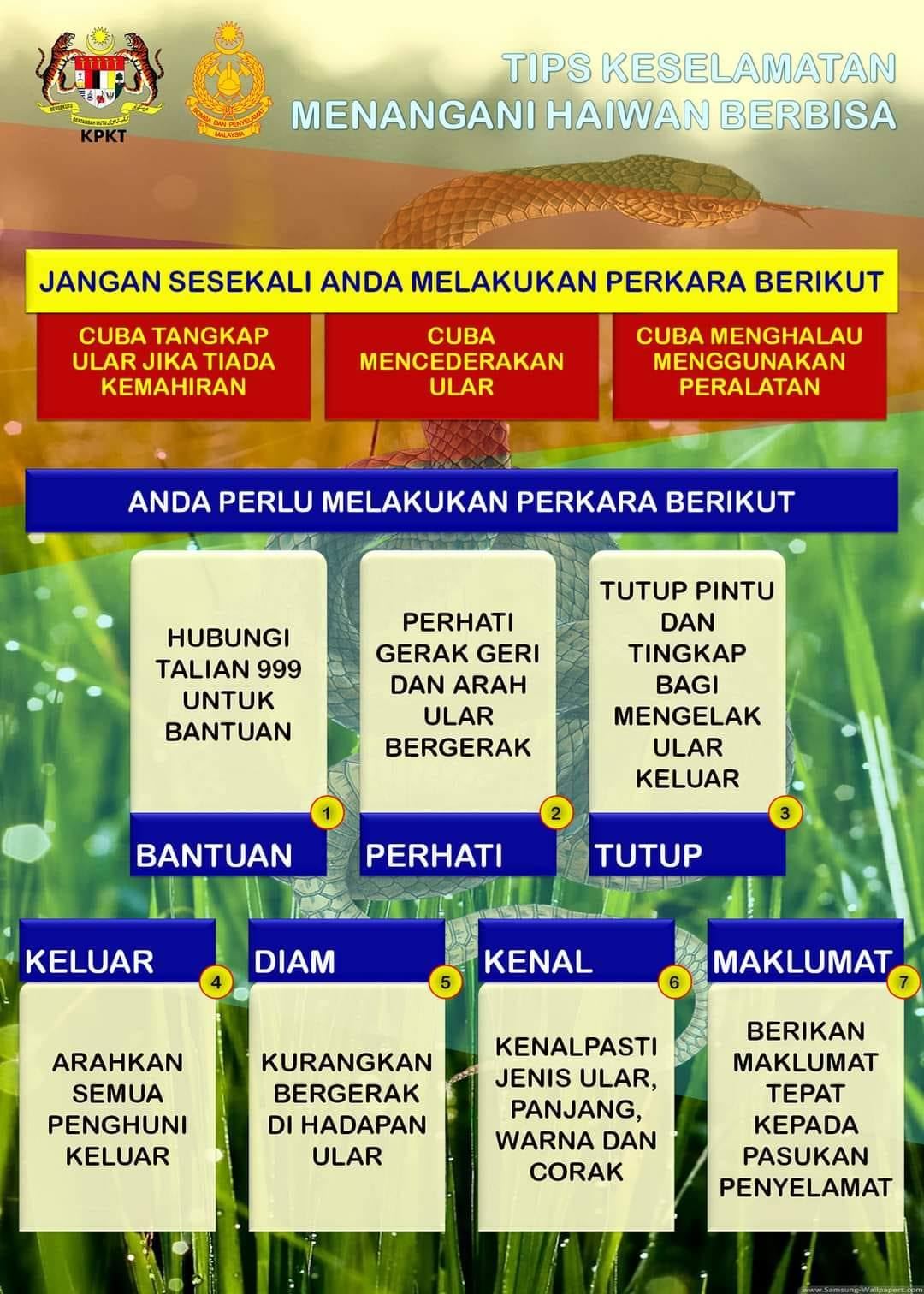 musim ular masuk rumah, jangan panik, ini nasihat dari bomba 
