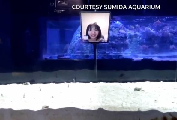 sepi tanpa pengunjung, akuarium tokyo seru orang ramai facetime dengan belut murung
