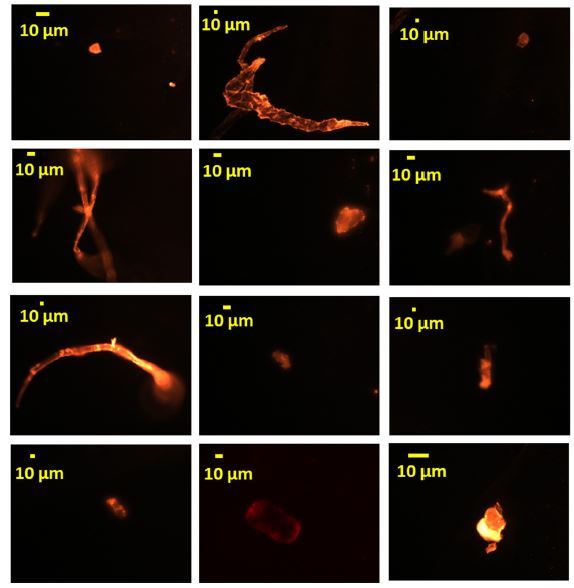 bahaya untuk kesihatan jika kerap minum air panas guna cawan kertas