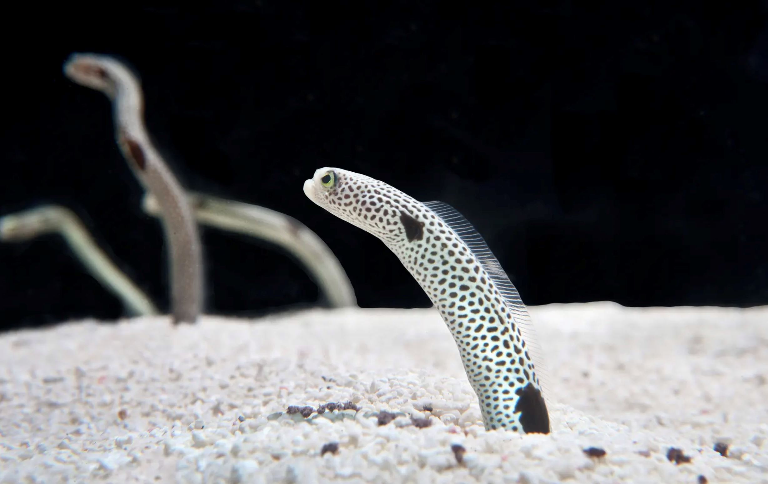 sepi tanpa pengunjung, akuarium tokyo seru orang ramai facetime dengan belut murung