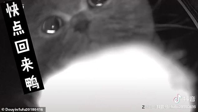 cat left alone at home tears up in front of surveillance cam 