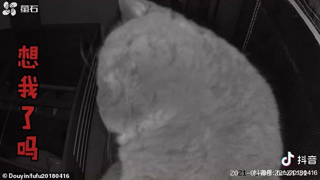 cat left alone at home tears up in front of surveillance cam 