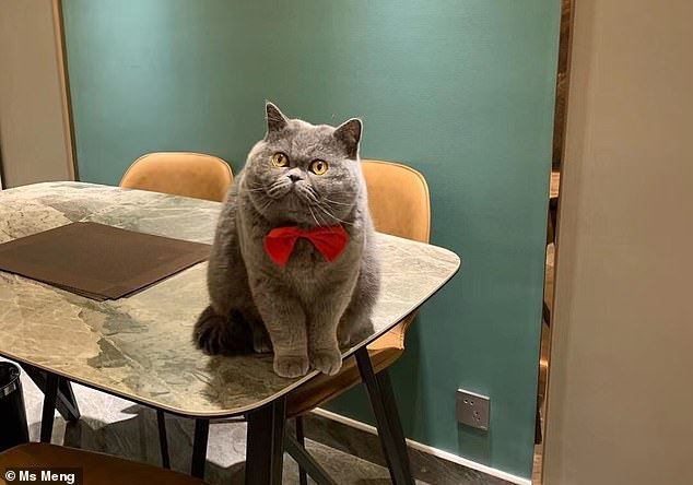 cat left alone at home tears up in front of surveillance cam 