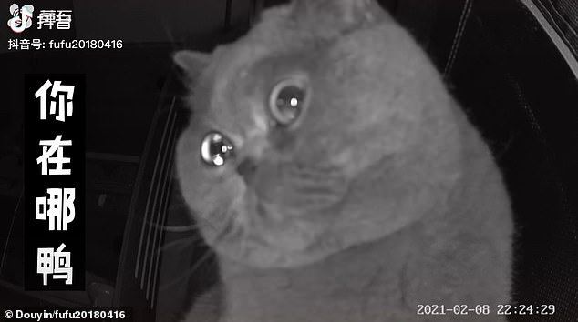 cat left alone at home tears up in front of surveillance cam 